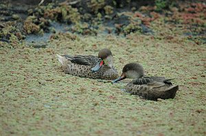 Duck, White-cheeked Pintail, 2004-11035509